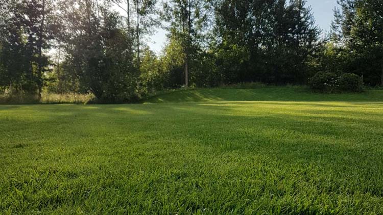 Gödsla gräsmattan – Vi ger tips och råd